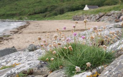 Summer in Donegal
