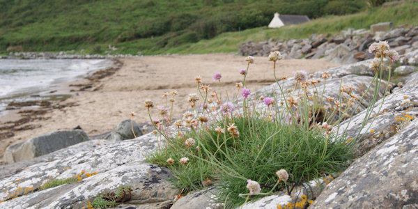 Summer in Donegal