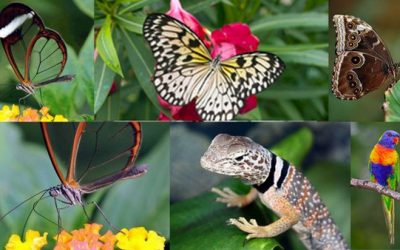Tropical World at Alcorn’s, Letterkenny