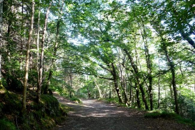 Ards Forest Park has numerous walking trails